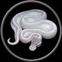 3 Schermata Pet Python Wallpaper HD