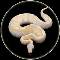 Pet Python Wallpaper HD 截圖 1