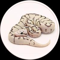 Pet Python Wallpaper HD 截圖 2