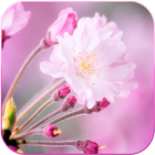 Blossom Sakura Wallpaper HD biểu tượng