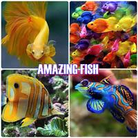 Amaing Fish Affiche