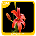 Lily Wallpapers آئیکن