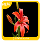 Lily Wallpapers simgesi