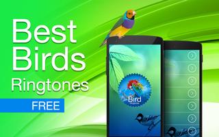 Bird ringtones & sounds 海報