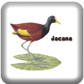 Canto de Jacana
