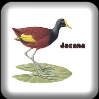 Poster Canto de Jacana
