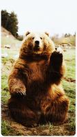 HD American Bear Wallpapers - Cute Bear ảnh chụp màn hình 2