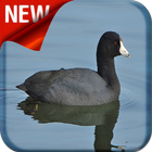 American Coot Bird Sound icon