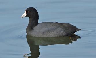 American Coot Bird Sound capture d'écran 1