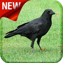 American Crow Bird Sound-APK