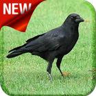American Crow Bird Sound icône