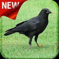 American Crow Bird Sound Affiche