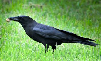 American Crow Bird Sound capture d'écran 1