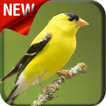 American Goldfinch Bird Songs