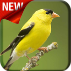 American Goldfinch Bird Songs-icoon