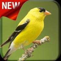 American Goldfinch Bird Songs Affiche