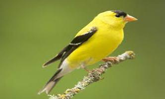 American Goldfinch Bird Songs capture d'écran 1