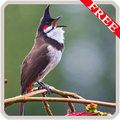 Call Bird Sounds