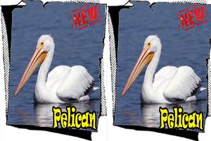 Song Birds American Pelican Best Mp3 capture d'écran 3