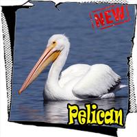 Song Birds American Pelican Best Mp3 Affiche