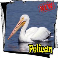 Song Birds American Pelican Best Mp3 पोस्टर