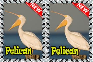 Song Birds American Pelican Best Mp3 capture d'écran 1