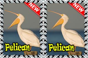 Song Birds American Pelican Best Mp3 скриншот 1