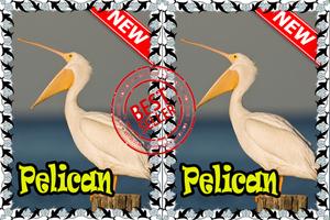 Song Birds American Pelican Best Mp3 capture d'écran 2