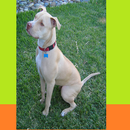 APK PitBull Terrier Puzzles