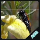 Slide Puzzles Cute Flowers-icoon