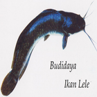 Budidaya Ikan Lele أيقونة