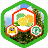 लिंबुवर्गीय फळझाडांची लागवड