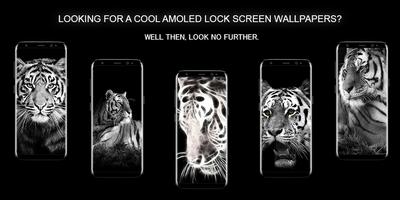 Тигр - амолед обои для экрана блокировки постер