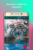 wallpapers HD স্ক্রিনশট 1