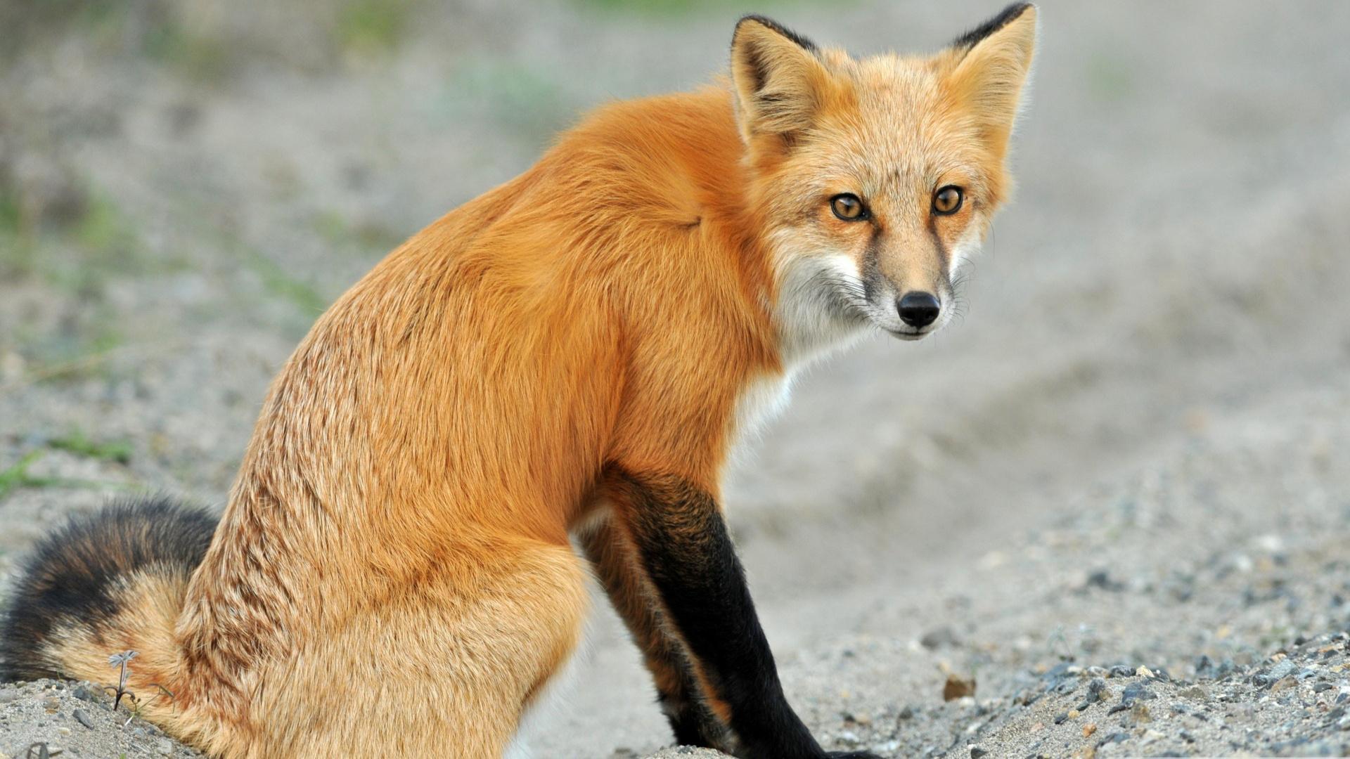 Как выглядит красная лиса Скачать Wildlife.Fox.Live wallpaper APK для Android