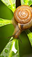 Nature.Snails.Live wallpaper Affiche