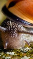 Nature.Snails.Live wallpaper imagem de tela 2
