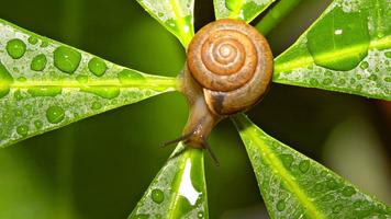 برنامه‌نما Nature.Snails.Live wallpaper عکس از صفحه