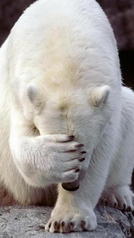 Animals Polar Bear Wallpaper Fur Android Apk Herunterladen