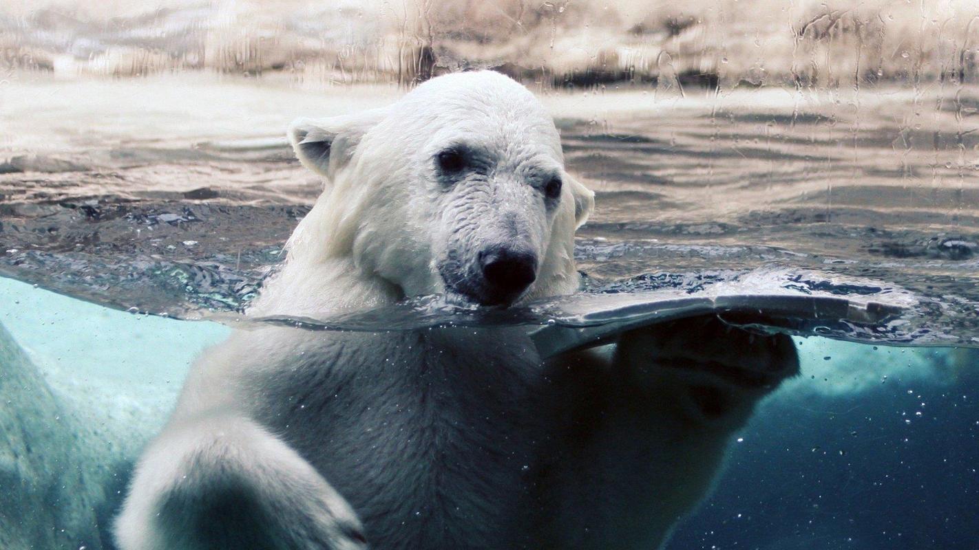 Animals Polar Bear Wallpaper Fur Android Apk Herunterladen