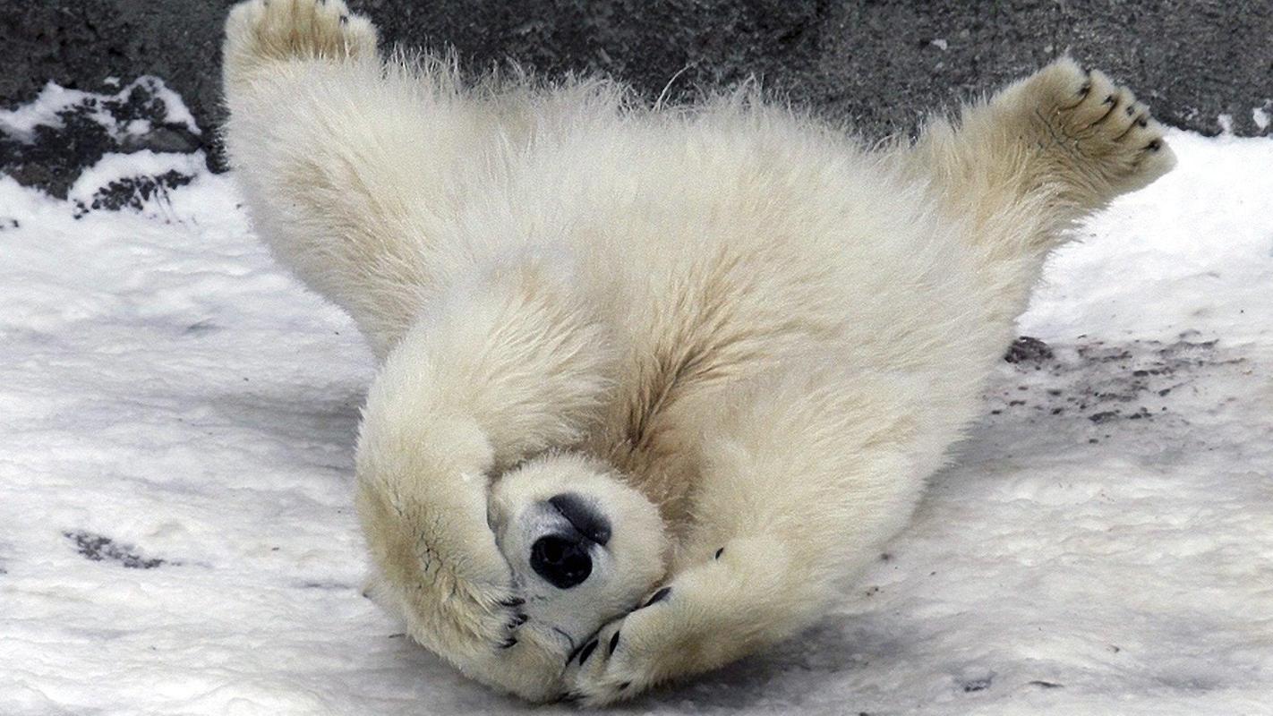 Animals Polar Bear Wallpaper Fur Android Apk Herunterladen