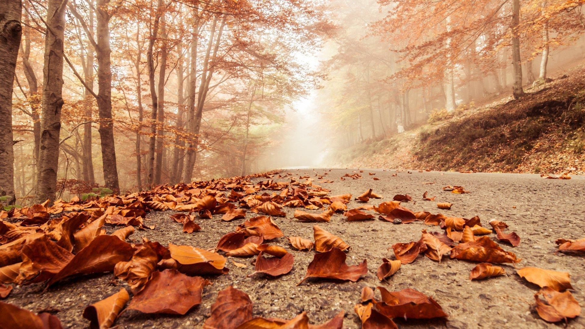 Fall definition. Осень. Осенняя природа. Осенние обои. Красивая осень.