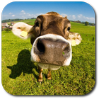 آیکون‌ Cow. Live wallpaper.