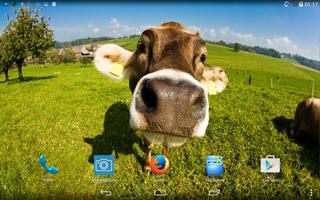 Cow. Live wallpaper. স্ক্রিনশট 3