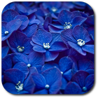 Blue flowers. Live wallpaper. Zeichen