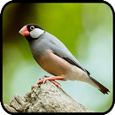 Canto de Calafate Java Sparow APK