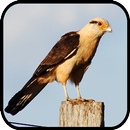 Canto de Passaros Carrapateiro APK