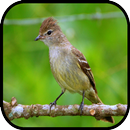 Canto de Passaro Chibum APK