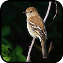 Canto de Filipe APK