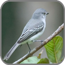 APK Canto de Guaracava Cinzenta
